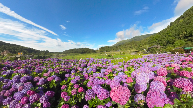 Thumbnail1: VR Video Shoot Photos: Colors Bright Purple: Yangmingshan Hydrangeas (1 images)