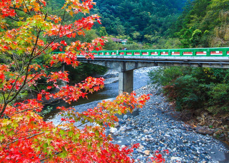 Thumbnail1: Maple Trees, Yingbin Bridge (1 images)