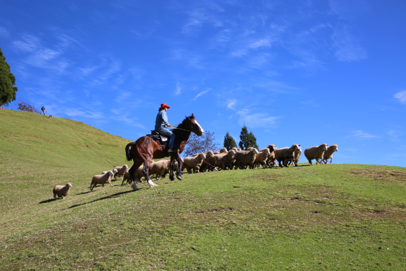 Image1: Sheep Herding Show, Qingjing Farm (1 images)