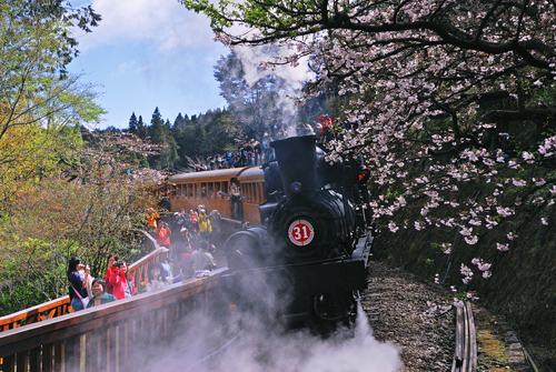 Image1: Alishan's Cherry Blossom Railway (1 images)