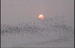  Dance of Whiskered Terns in Beimen DVD