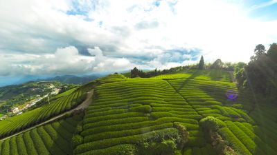 VR Video Shoot Photos: Entertainment Tea-picking Fun, Shizhao, Chiayi 02