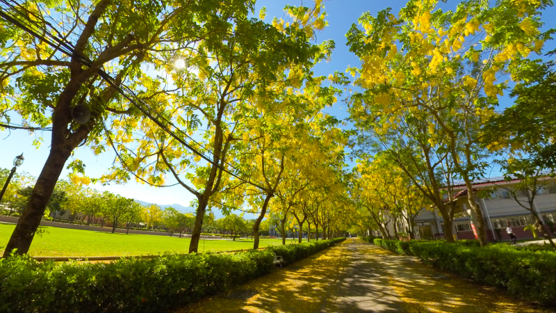 VR Video Shoot Photos: Colors Golden Yellow: Cassia Fistula (Golden Shower Trees),  Neipu, Pingtung