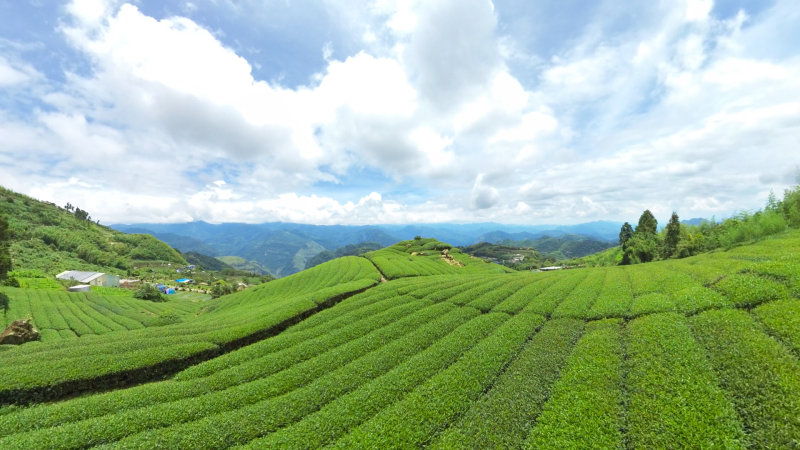 VR Video Shoot Photos: Colors Verdant Chiayi Shizhuo Tea Garden
