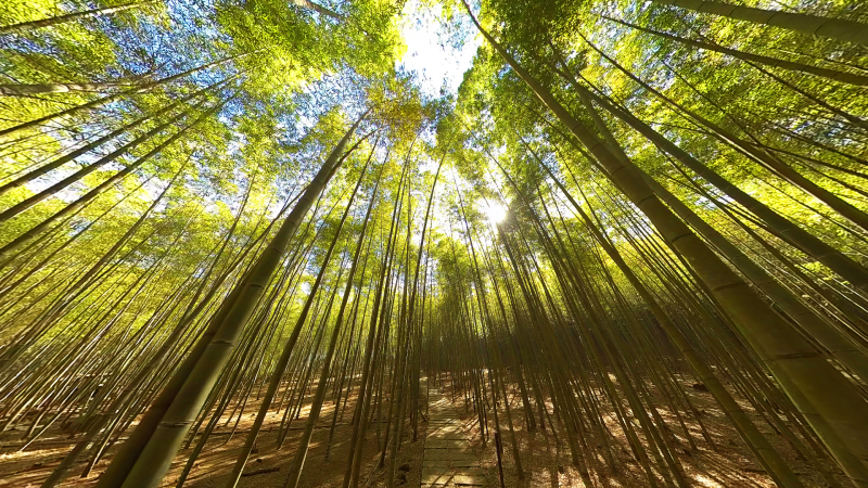 VR Video Shoot Photos: Colors Verdant Green: Mengzong Bamboo Forest Ancient Battlefield