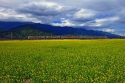  Flowering Rapeseeds Fields