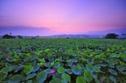  Morning Scenery at Baihe, Tainan City