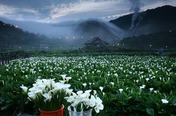  Calla Lilies of Jhuzi Lake