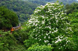  Feast of Flowers