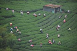  Busy With Harvesting