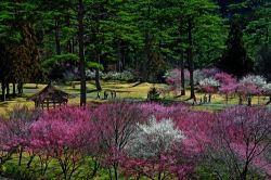  Plum Blossoms in Full Bloom to Welcoming Spring