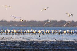  Habitat for Black-faced spoonbills