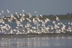  Spoonbills Flying