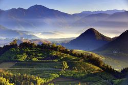  Morning at the Tea Plantation