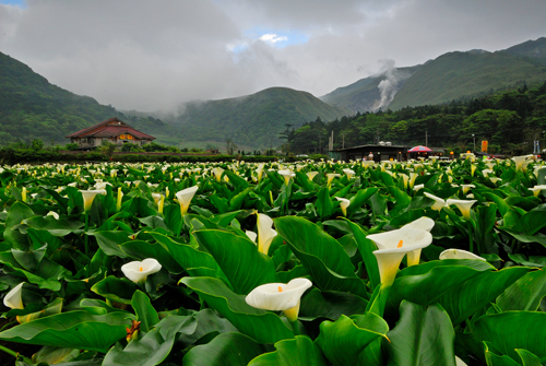  When Calla Lilies in Full Bloom