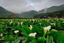  When Calla Lilies in Full Bloom
