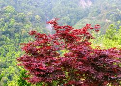  Chitose Yama Maple