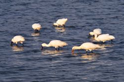  Foraging for food