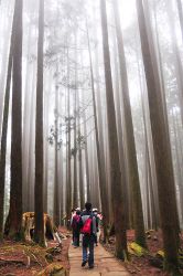  A Tour Around Alishan