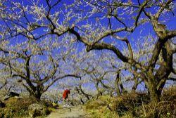  Plum Blossom Festival