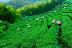  Bagua Tea Garden in Jhushan