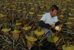  Gukeng Pinery, Yunlin County