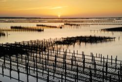  Colorful Sunset at Cigu Lagoon