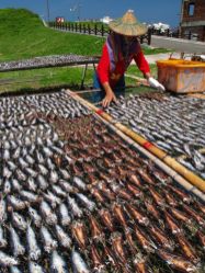  Dried Fish