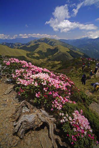  Fully Bloomed Rhododendrons on Mountain Top