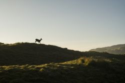  Shuili/Formosan Sambar Deer