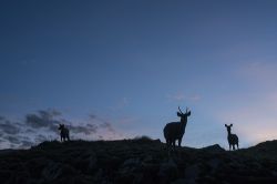  Shuili/Formosan Sambar Deer