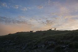  Shuili/Formosan Sambar Deer