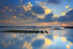  Reflection and the Oyster Farm