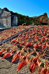  Drying Squid