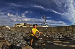  Drying Fishes
