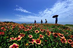  Convey your passion by the Sun-dance flowers