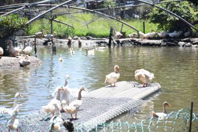  Duck Farm Story Hall