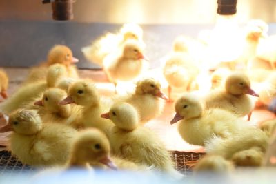  Duck Farm Story Hall – Golden Yellow Ducklings