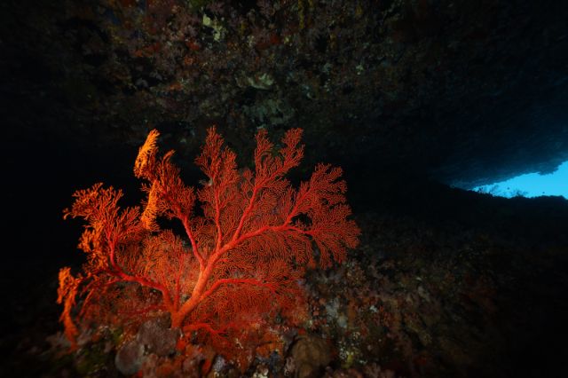 Explore the Digital Archive of Green Island's Featured Dive Sites One-Line Sky
