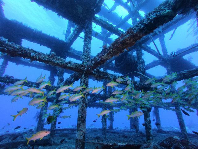Explore the Digital Archive of Green Island's Featured Dive Sites Steel Reef