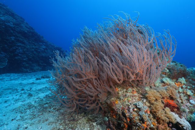 Explore the Digital Archive of Green Island's Featured Dive Sites Dabaisha Dive Site