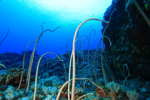 Explore the Digital Archive of Green Island's Featured Dive Sites Guiwan Cape