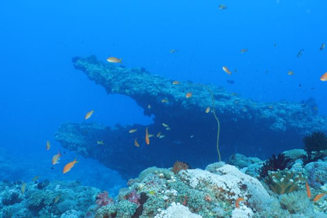 Explore the Digital Archive of Green Island's Featured Dive Sites Crocodile Mouth Reef