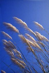  Silvergrass (Miscanthus)