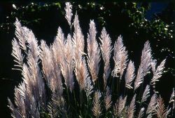  Silvergrass (Miscanthus)