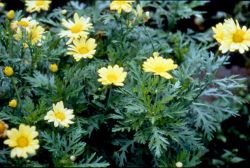  Flowers and Plants of Shitou Forest Recreation Area,Nantou