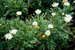  Flowers and Plants of Shitou Forest Recreation Area,Nantou