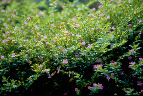  Flowers and Plants of Shitou Forest Recreation Area,Nantou