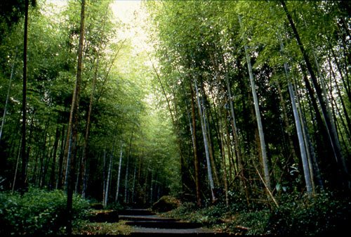  Bamboo Forest of Shitou Forest Recreation Area,Nantou