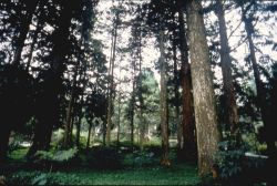  Shitou Forest Recreation Area,Nantou